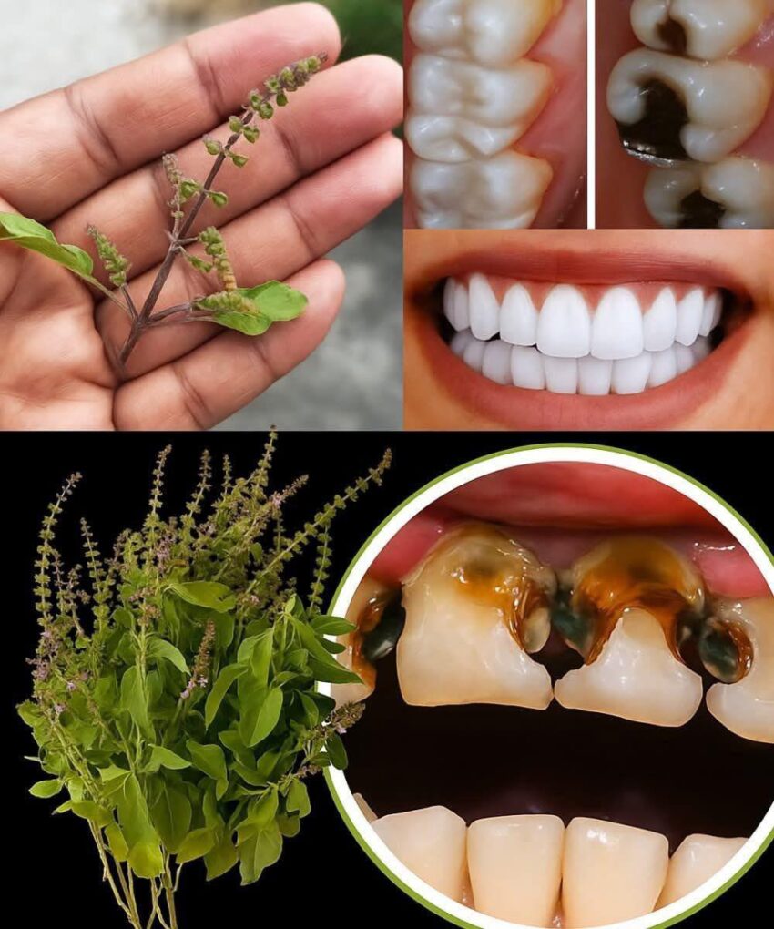 646376739 5243717229187485 4471949317739798231 n